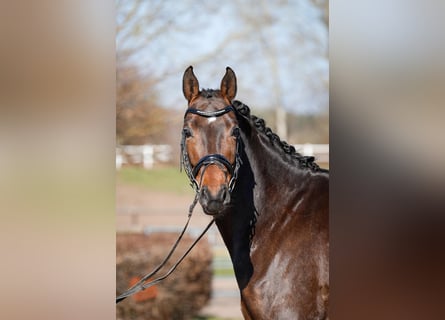 Hannoveraan, Ruin, 7 Jaar, 168 cm, Donkerbruin