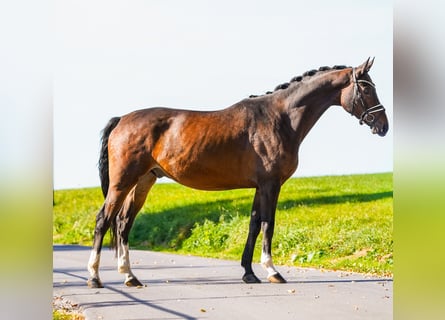 Hannoveraan, Ruin, 7 Jaar, 169 cm, Donkerbruin