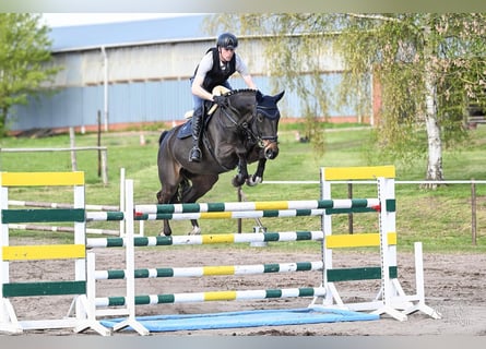 Hannoveraan, Ruin, 7 Jaar, 170 cm, Zwartbruin