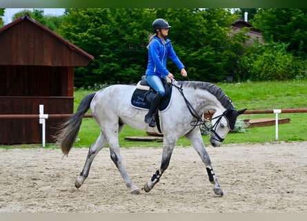 Hannoveraan, Ruin, 7 Jaar, 171 cm, Schimmel