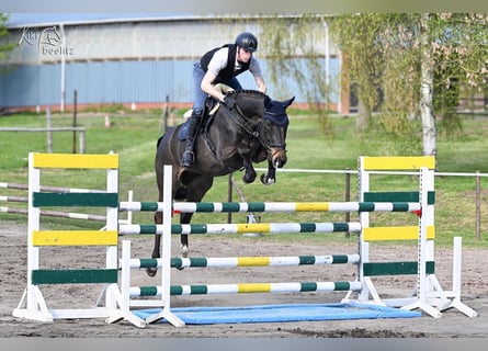 Hannoveraan, Ruin, 7 Jaar, 171 cm, Zwartbruin