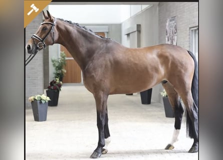 Hannoveraan, Ruin, 7 Jaar, 172 cm, Bruin