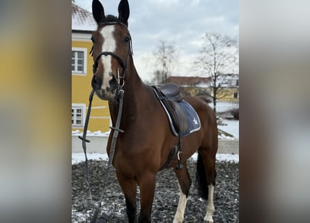 Hannoveraan, Ruin, 7 Jaar, 174 cm, Bruin