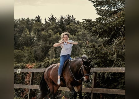 Hannoveraan, Ruin, 7 Jaar, 175 cm, Bruin