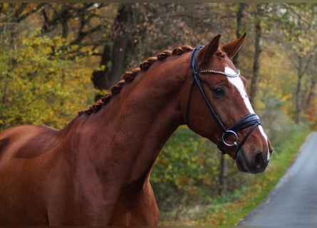 Hannoveraan, Ruin, 7 Jaar, 179 cm, Vos