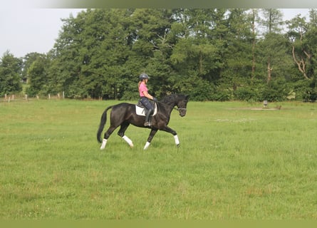 Hannoveraan, Ruin, 8 Jaar, 165 cm, Zwart