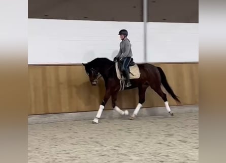 Hannoveraan, Ruin, 8 Jaar, 167 cm, Donkerbruin