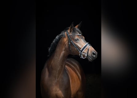 Hannoveraan, Ruin, 8 Jaar, 168 cm, Bruin