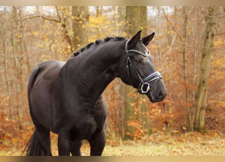 Hannoveraan, Ruin, 8 Jaar, 168 cm, Zwart