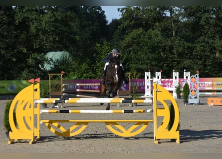Hannoveraan, Ruin, 8 Jaar, 170 cm, Donkerbruin