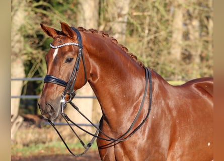 Hannoveraan, Ruin, 8 Jaar, 170 cm, Donkere-vos