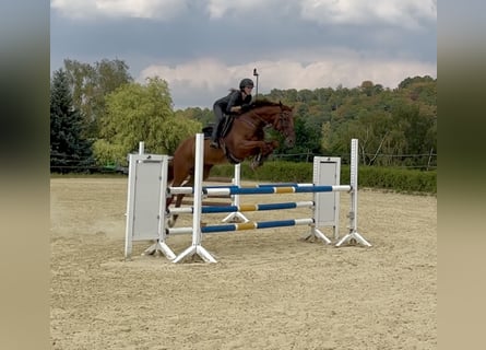 Hannoveraan, Ruin, 8 Jaar, 170 cm, Vos