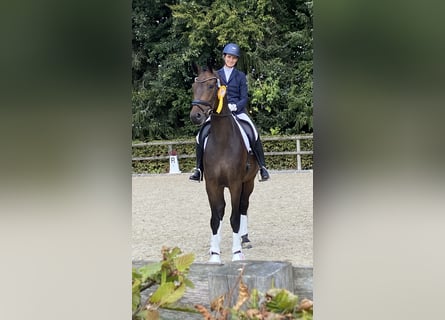 Hannoveraan, Ruin, 8 Jaar, 172 cm, Donkerbruin