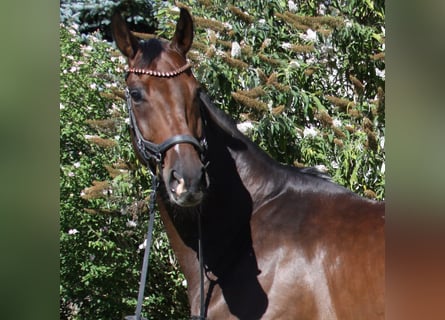 Hannoveraan, Ruin, 8 Jaar, 173 cm, Donkerbruin