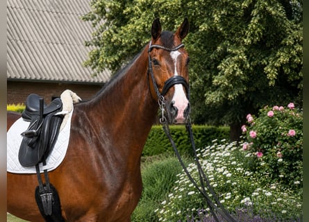Hannoveraan, Ruin, 8 Jaar, 175 cm, Donkerbruin