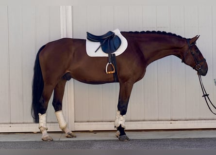 Hannoveraan, Ruin, 8 Jaar, 182 cm, Bruin