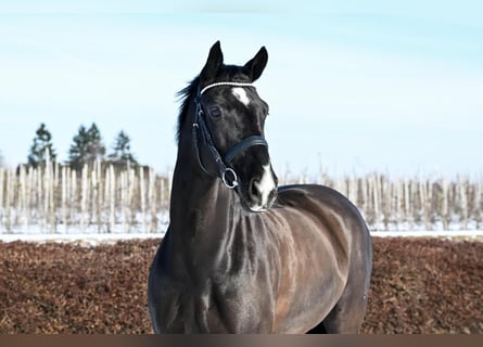 Hannoveraan, Ruin, 9 Jaar, 168 cm, Zwart
