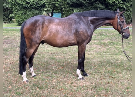 Hannoveraan, Ruin, 9 Jaar, 169 cm, Donkerbruin