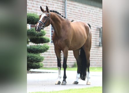 Hannoveraan, Ruin, 9 Jaar, 170 cm, Bruin