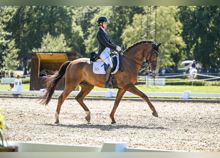 Hannoveraan, Ruin, 9 Jaar, 170 cm, Donkere-vos