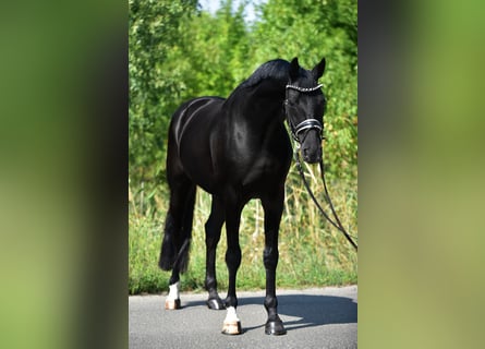 Hannoveraan, Ruin, 9 Jaar, 171 cm, Zwart