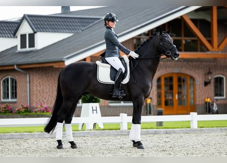 Hannoveraan, Ruin, 9 Jaar, 172 cm