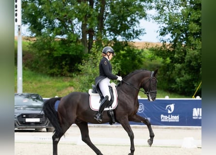 Hannoveraan, Ruin, 9 Jaar, 173 cm