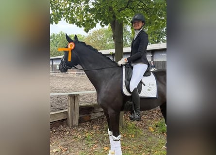 Hannoveraan, Ruin, 9 Jaar, 173 cm