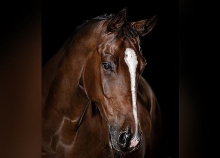 Hannoveraan, Ruin, 9 Jaar, 173 cm, Roodbruin