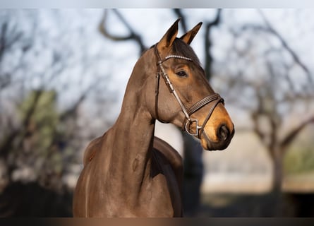 Hannoveraan, Ruin, 9 Jaar, 174 cm, Bruin