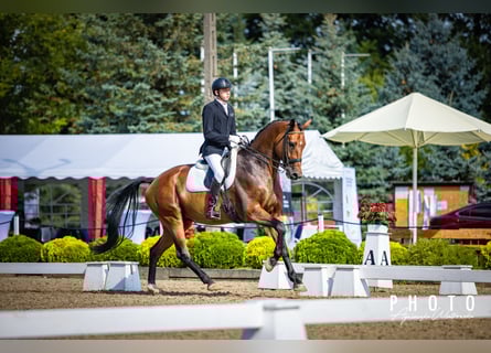 Hannoveraan, Ruin, 9 Jaar, 174 cm, Roodbruin