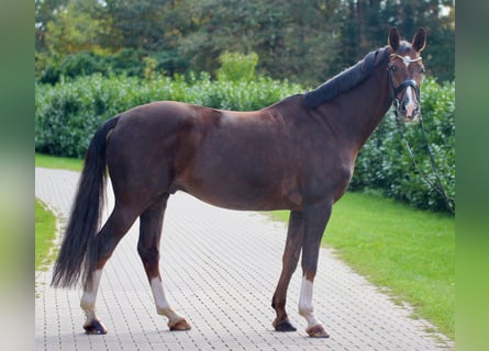 Hannoveraan, Ruin, 9 Jaar, 175 cm, Donkere-vos
