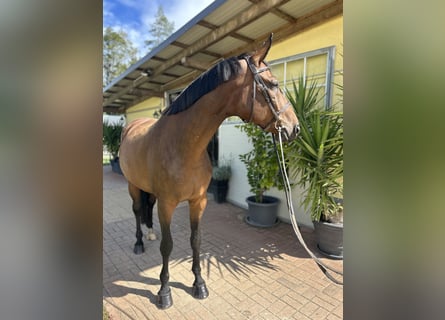 Hannoveraan, Ruin, 9 Jaar, 176 cm, Donkerbruin