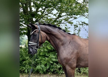 Hannoveraan, Ruin, 9 Jaar, 176 cm, Zwartbruin