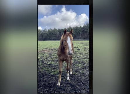 Hannoveranare, Hingst, 1 år, 169 cm, fux