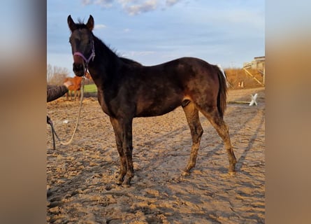 Hannoveranare, Hingst, 1 år, 175 cm, Mörkbrun