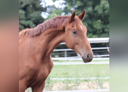 Hannoveranare, Hingst, 1 år, 180 cm, Fux