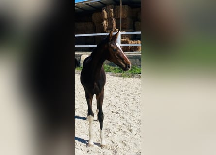 Hannoveranare, Hingst, 1 år, Mörkbrun