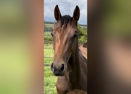 Hannoveranare, Hingst, 1 år, Mörkbrun