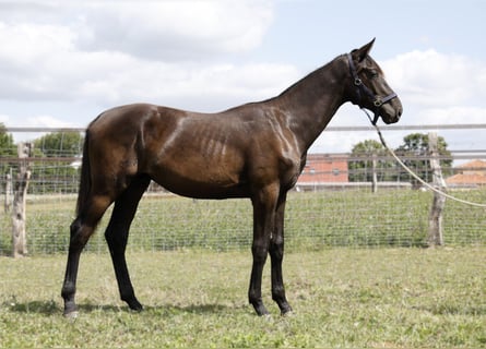 Hannoveranare, Hingst, 1 år, Rökfärgad svart