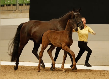 Hannoveranare, Hingst, 1 år, Svart