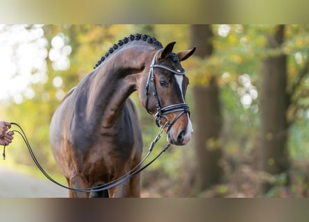 Hannoveranare, Hingst, 2 år, 166 cm, Mörkbrun