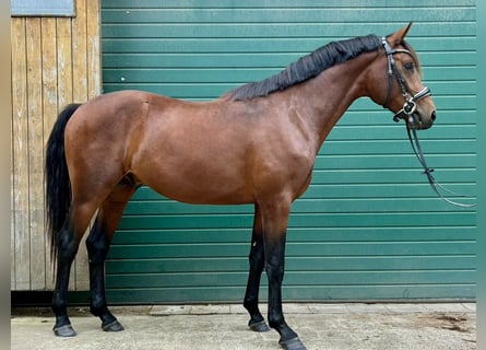 Hannoveranare, Hingst, 2 år, 170 cm, Brun