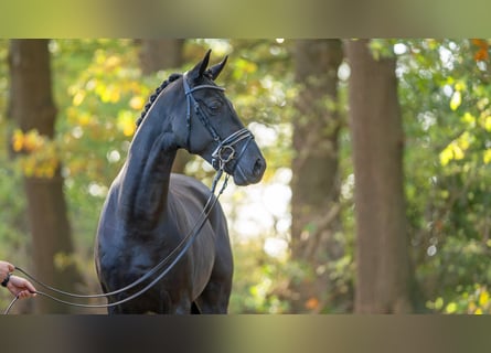 Hannoveranare, Hingst, 2 år, 171 cm, Mörkbrun