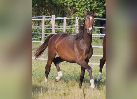 Hannoveranare, Hingst, 2 år, 172 cm, Brun