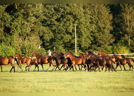 Hannoveranare, Hingst, 2 år