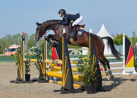 Hannoveranare, Hingst, 3 år, 165 cm, Mörkbrun