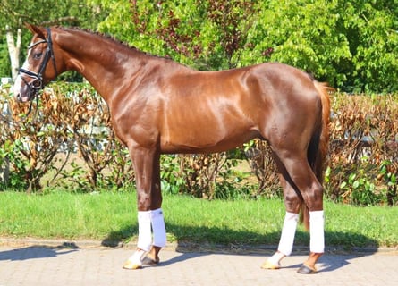 Hannoveranare, Hingst, 3 år, 172 cm, Fux