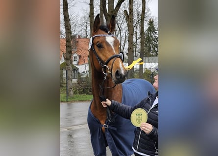 Hannoveranare, Hingst, 4 år, 165 cm, Brun