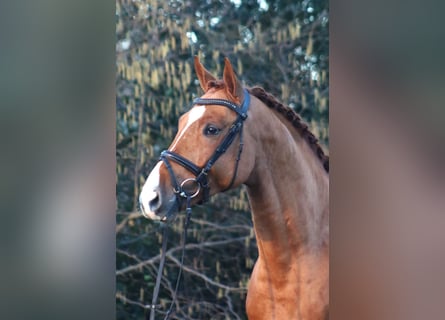 Hannoveranare, Hingst, 4 år, 167 cm, fux